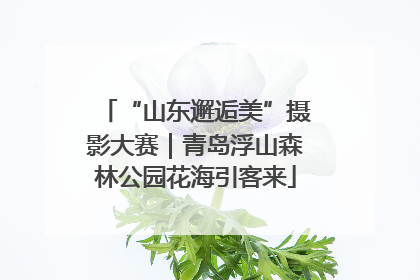 “山东邂逅美”摄影大赛｜青岛浮山森林公园花海引客来