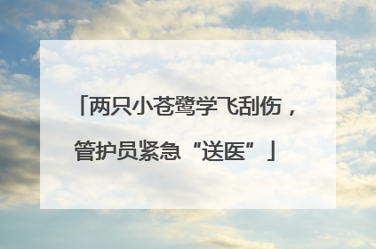 两只小苍鹭学飞刮伤，管护员紧急“送医”