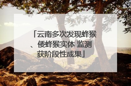 云南多次发现蜂猴、倭蜂猴实体 监测获阶段性成果