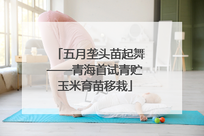 五月垄头苗起舞——青海首试青贮玉米育苗移栽