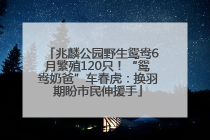 兆麟公园野生鸳鸯6月繁殖120只！“鸳鸯奶爸”车春虎：换羽期盼市民伸援手