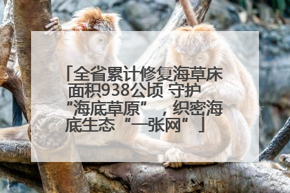 全省累计修复海草床面积938公顷 守护“海底草原”，织密海底生态“一张网”