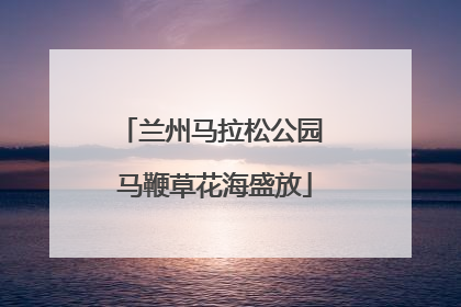 兰州马拉松公园 马鞭草花海盛放