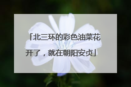 北三环的彩色油菜花开了，就在朝阳安贞