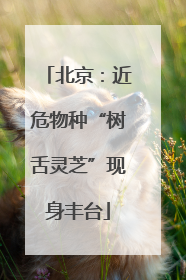 北京：近危物种“树舌灵芝”现身丰台