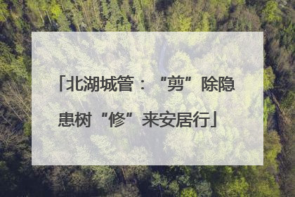 北湖城管：“剪”除隐患树“修”来安居行