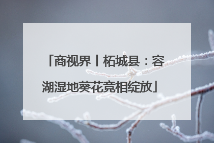 商视界丨柘城县：容湖湿地葵花竞相绽放