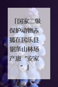 国家二级保护动物赤狐在民乐县锯条山林场产崽“安家”