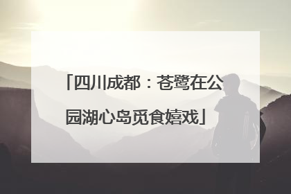 四川成都：苍鹭在公园湖心岛觅食嬉戏