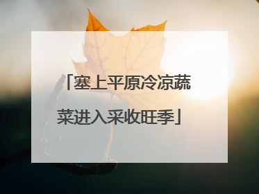塞上平原冷凉蔬菜进入采收旺季