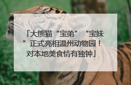 大熊猫“宝弟”“宝妹”正式亮相温州动物园！对本地美食情有独钟
