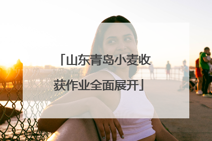山东青岛小麦收获作业全面展开