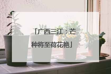 广西三江：芒种将至荷花艳