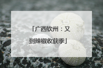广西钦州：又到辣椒收获季