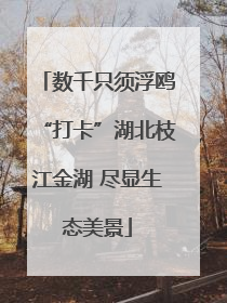 数千只须浮鸥“打卡”湖北枝江金湖 尽显生态美景