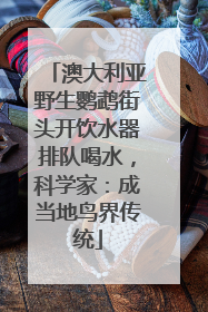 澳大利亚野生鹦鹉街头开饮水器排队喝水，科学家：成当地鸟界传统