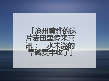 沧州黄骅的这片麦田里传来喜讯：一水未浇的旱碱麦丰收了