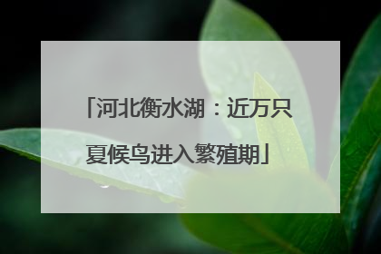 河北衡水湖：近万只夏候鸟进入繁殖期
