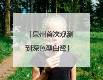 泉州首次观测到深色型白鹭