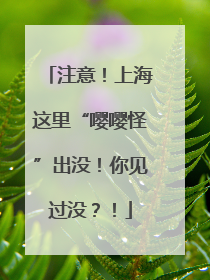 注意！上海这里“嘤嘤怪”出没！你见过没？！
