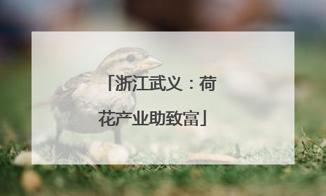 浙江武义：荷花产业助致富