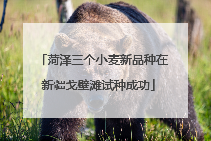 菏泽三个小麦新品种在新疆戈壁滩试种成功