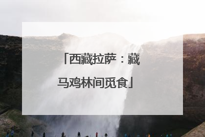 西藏拉萨：藏马鸡林间觅食