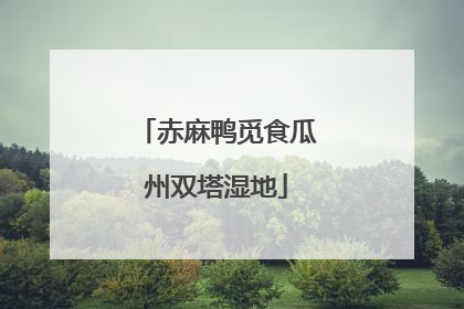 赤麻鸭觅食瓜州双塔湿地