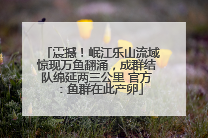 震撼！岷江乐山流域惊现万鱼翻涌，成群结队绵延两三公里 官方：鱼群在此产卵