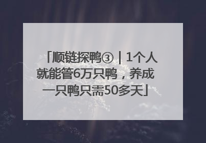 顺链探鸭③｜1个人就能管6万只鸭，养成一只鸭只需50多天