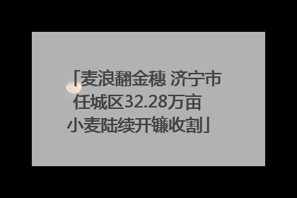 麦浪翻金穗 济宁市任城区32.28万亩小麦陆续开镰收割