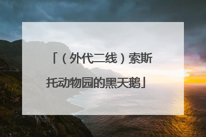 （外代二线）索斯托动物园的黑天鹅