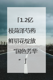 1.2亿枝菏泽芍药鲜切花绽放“国色芳华”