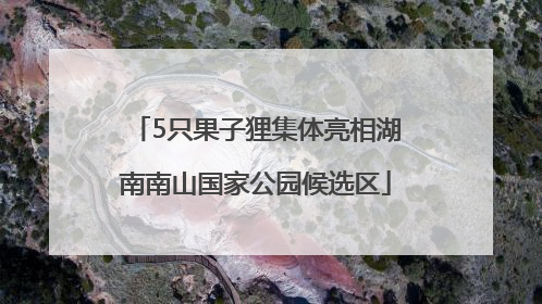 5只果子狸集体亮相湖南南山国家公园候选区